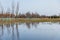 Tree plantation behind park next to huge puddle full of water and reflections