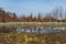 Tree plantation behind park next to huge puddle full of water and reflections