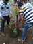 Tree plantation in nearby areas