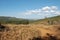 Tree plantations in Mpumalanga, South Africa