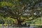 Tree planted by Deng Xiao-ping at Fairylake Botanical Garden