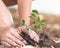 Tree planting growing on soil in child\'s hand for saving world environment, tree care, arbor day,Tu Bishvat