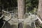 Tree platform on the greenheart treewalk at UBC