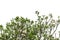Tree (Plumeria) isolated on white background