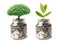 Tree plumule leaf on save money coins, Business finance saving banking investment concept