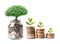 Tree plumule leaf on save money coins, Business finance saving banking investment concept