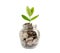 Tree plumule leaf on save money coins, Business finance saving banking investment concept