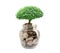 Tree plumule leaf on save money coins, Business finance saving banking investment concept