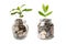 Tree plumule leaf on save money coins, Business finance saving banking investment concept..Tree plumule leaf on save money coins,