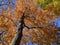 Tree With Pretty Vibrant Orange Fall Foliage Leaves