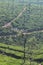 Tree pruning on an Indian tea plantation