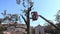 Tree pruning and sawing by a man with a chainsaw, standing on a platform of a mechanical chair lift