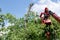 Tree pruning and sawing by a man with a chainsaw standing on the platform of a mechanical chairlift