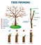 Tree pruning vector illustration. Labeled educational plant shaping scheme