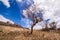 Tree punished by drought