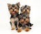 Tree puppies Yorkshire terrier