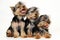 Tree puppies Yorkshire terrier