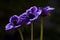 Tree purple anemones in a dark background.