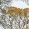 Tree with radial branches