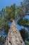 Tree radiata pine looking upwards