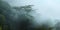 Tree in rainforest under the mist