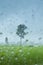 Tree in rainy scene in rice field