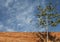Tree with rammed earth wall material texture on sky backgro