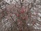 Tree with red berries covered with icicles