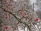 Tree with red berries covered with icicles