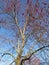 Tree with Red Blossoms in Early March Before Spring