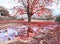 Tree with red leaves reflected on rain pond Greece