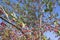 Tree with red ripe berries at autumn. background, nature