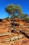 Tree on red rocks