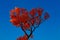 A tree with red-yellow foliage and a heart-shaped crown against a blue sky.