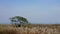 Tree and reeds