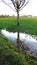 The Tree and the REflected