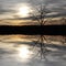 Tree reflecting in a lake, mystic scenery