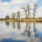 Tree Reflections on the Bow River