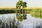 Tree Reflects on Perfectly Still Pond