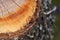 Tree resin on a freshly cut tree with the macro photographed objectively in daylight