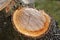 Tree resin on a freshly cut tree with the macro photographed objectively in daylight