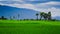 Tree in the Rice field green grass whit mountain and blue sky ba