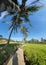 Tree, ricefield, village, morning view