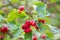 A tree richly decorated with berries of bright red wild hawthorn