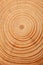 Tree Ring