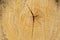 Tree ring log wood. Natural organic texture with cracked and rough surface. Close-up macro view of end cut wood tree section with