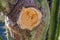 Tree rings of the cut branch trunk of a giant cactus. Thick bark.