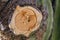 Tree rings of the cut branch trunk of a giant cactus. Thick bark.