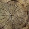 Tree rings old weathered wood texture with the cross section