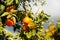 A tree with ripe fruits of oranges against the backdrop of a stormy sky